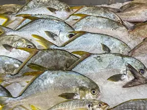 Flesh Prints: Fresh plaice fish frozen on ice at seafood market