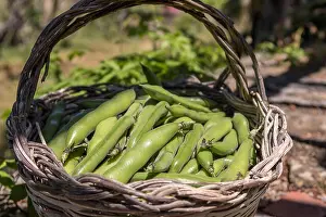 Picking Prints: Fresh pods of broad beans in a wicker basket