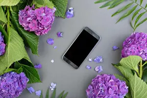 Fresh purple hydrangeas with green leaves with smart phone on gray background. Free space for text. Top view. Copy space
