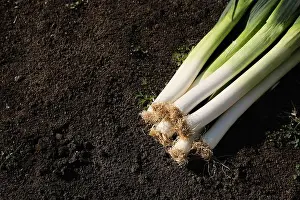 Veggie Prints: Fresh raw leeks on ground outdoors, above view. Space for text