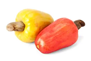 Farmers Prints: Fresh ripe Brazilian Caju Cashew fruit with path