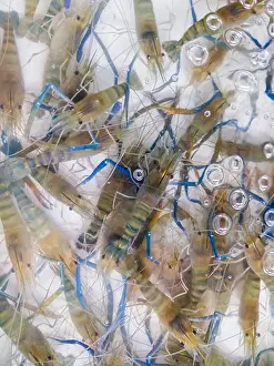 Claw Prints: Fresh river prawn (macrobrachium rosenbergii)