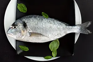 Gilt Prints: Fresh sea bream on black plate with fresh basil leaves