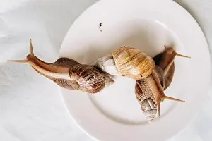 Snails Prints: Fresh snails on a white plate ready to serve and eat