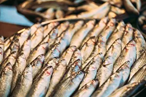 Eurasia Prints: Fresh Sprat Fish On Display On Ice On Market Store Shop. Seafood Fish Background