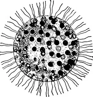 Bookyear1918 Prints: Fresh-water biology. Freshwater biology