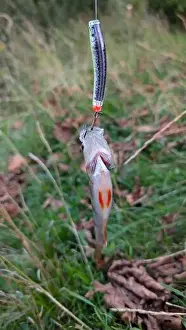 Bait Prints: Fresh water fish perch hooked on spinning lure