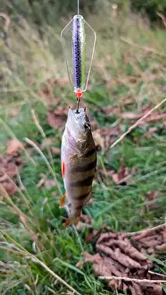 Bait Prints: Fresh water fish perch hooked on spinning lure