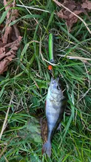 Bait Prints: Fresh water fish perch hooked on spinning lure