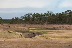 South Australia Prints: A fresh water reservoir feeder creek running dry due to the drought in Australia