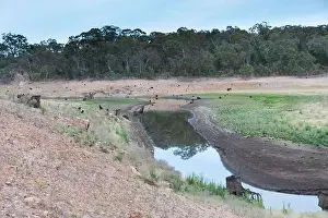 A fresh water reservoir feeder creek running dry due to the drought in Australia