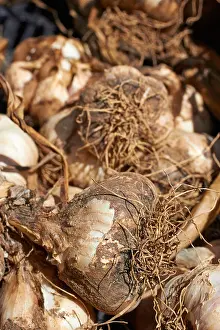Favorite Prints: freshly dug garlic heads at a farmer's market, Summit, NJ, USA