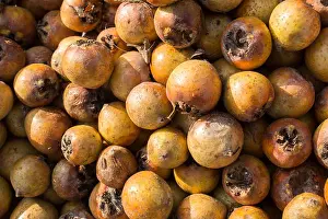 Freshly picked up ripe medlar fruit species mespilus germanica