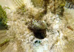 Ohrid Prints: Freshwater and brackish water snail - Theodoxus fluviatilis (rare image)