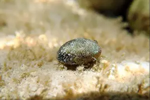 Ohrid Prints: Freshwater and brackish water snail - Theodoxus fluviatilis (rare image)