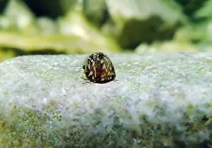 Ohrid Prints: Freshwater and brackish water snail - Theodoxus fluviatilis (rare image)