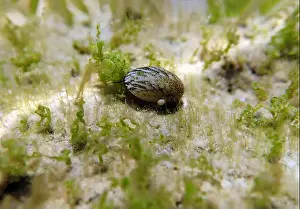 Ohrid Prints: Freshwater and brackish water snail - Theodoxus fluviatilis (rare image)