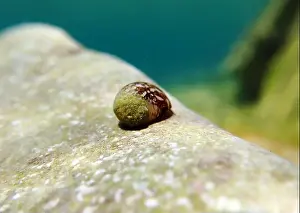 Ohrid Prints: Freshwater and brackish water snail - Theodoxus fluviatilis (rare image)