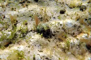 Ohrid Prints: Freshwater and brackish water snail - Theodoxus fluviatilis (rare image)