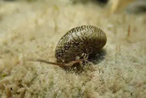 Ohrid Prints: Freshwater and brackish water snail - Theodoxus fluviatilis (rare image)