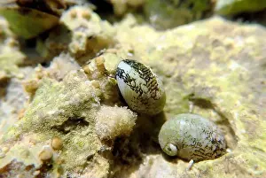 Ohrid Prints: Freshwater and brackish water snail - Theodoxus fluviatilis (rare image)