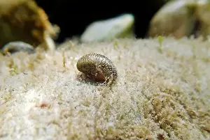 Ohrid Prints: Freshwater and brackish water snail - Theodoxus fluviatilis (rare image)
