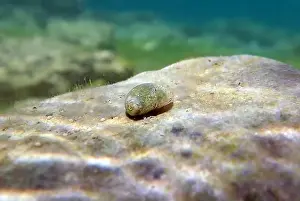 Ohrid Prints: Freshwater and brackish water snail - Theodoxus fluviatilis (rare image)