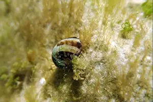 Ohrid Prints: Freshwater and brackish water snail - Theodoxus fluviatilis (rare image)