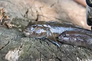 Reel Prints: Freshwater bullhead fish or round goby fish known as Neogobius melanostomus