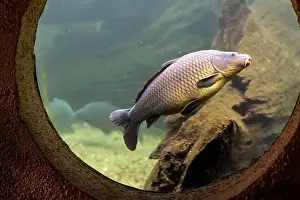 Cyprinus Carpio Prints: Freshwater fish carp (Cyprinus carpio) feeding with boilie in the beautiful clean pound