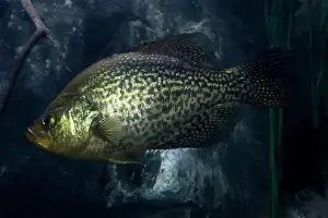 Bait Prints: A Freshwater Smallmouth bass micropterus dolomieu underwater