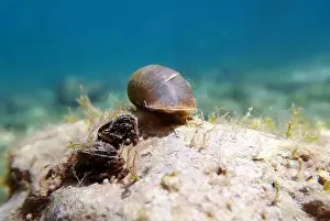 Cold Water Prints: Freshwater snail in Ohrid Lake, underwater image - Radix auricularia