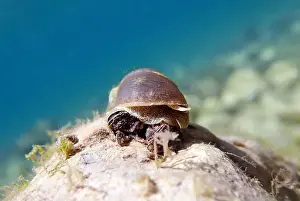 Cold Water Prints: Freshwater snail in Ohrid Lake, underwater image - Radix auricularia