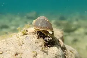 Cold Water Prints: Freshwater snail in Ohrid Lake, underwater image - Radix auricularia