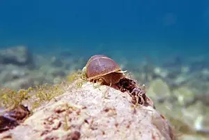 Cold Water Prints: Freshwater snail in Ohrid Lake, underwater image - Radix auricularia