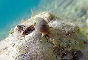 Cold Water Prints: Freshwater snail in Ohrid Lake, underwater image - Radix auricularia