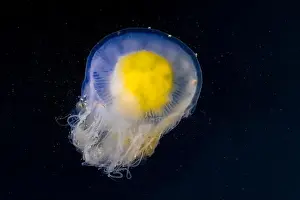 Drifting Prints: Fried Egg Jelly, Phacellophora camtschatica