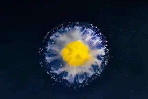 Drifting Prints: Fried Egg Jelly, Phacellophora camtschatica