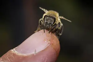 A friendly bee licking a finger