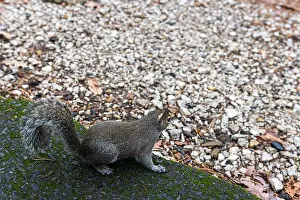Sciurus Carolinensis Prints: A very friendly squirrel at Lake Catherine State Park in Arkansas