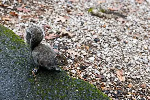 Sciurus Carolinensis Prints: A very friendly squirrel at Lake Catherine State Park in Arkansas