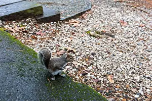 Sciurus Carolinensis Prints: A very friendly squirrel at Lake Catherine State Park in Arkansas