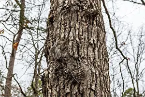 Sciurus Carolinensis Prints: A very friendly squirrel at Lake Catherine State Park in Arkansas