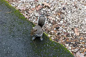 Sciurus Carolinensis Prints: A very friendly squirrel at Lake Catherine State Park in Arkansas