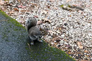 Sciurus Carolinensis Prints: A very friendly squirrel at Lake Catherine State Park in Arkansas