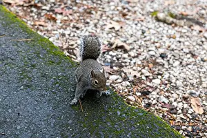 Sciurus Carolinensis Prints: A very friendly squirrel at Lake Catherine State Park in Arkansas