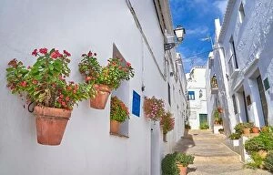 Flowers Collection: Frigiliana, Andalusia, Spain