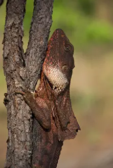 Agama Prints: A Frilled Lizard (Chlamydosaurus kingii) clinging to a sapling at Litchfield National Park