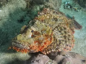Lies Prints: A fringed scorpionfish (Scorpaenopsis oxycephalus) lies on the seabed