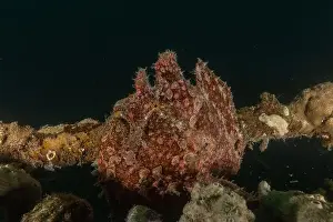 Scorpion Fish Prints: Frog fish in the Red Sea Colorful and beautiful, Eilat Israel
